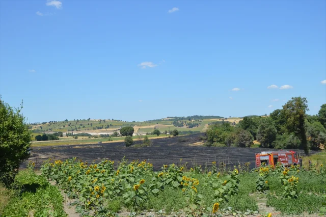 Samsun'da Tarlada Yangın: 100 Dekarlık Alan Kül Oldu