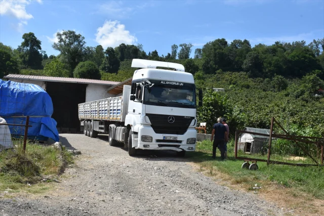 Ordu’da Freni Boşalan Tır Kaza Yaptı: İnanılmaz Kurtuluş