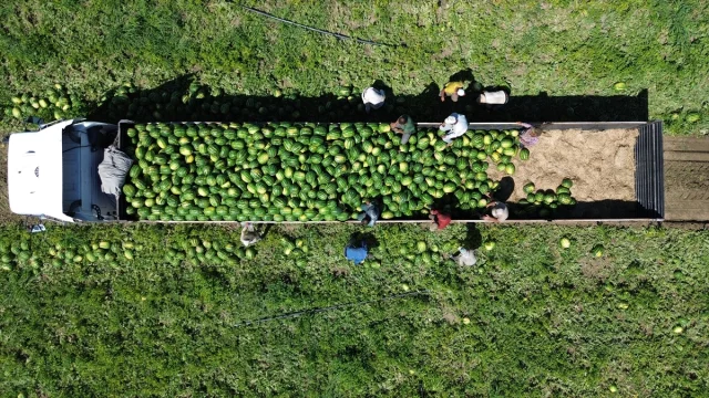 Bafra Ovası'nda Karpuz Hasadı Başladı Kilosu Ne Kadar?