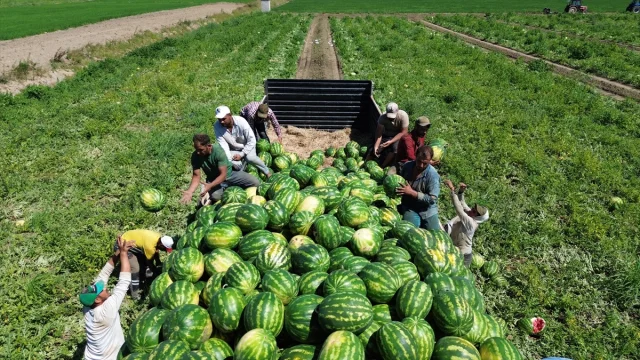 Bafra Ovası'nda Karpuz Hasadı Başladı Kilosu Ne Kadar?