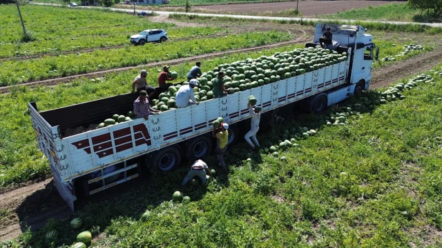 Bafra Ovası'nda Karpuz Hasadı Başladı Kilosu Ne Kadar?