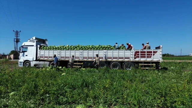 Bafra Ovası'nda Karpuz Hasadı Başladı Kilosu Ne Kadar?