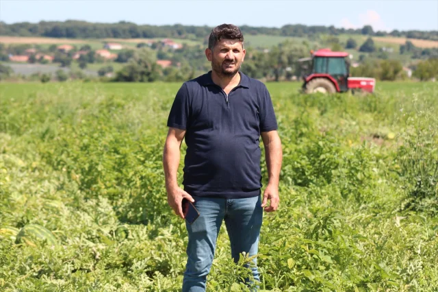 Bafra Ovası'nda Karpuz Hasadı Başladı Kilosu Ne Kadar?