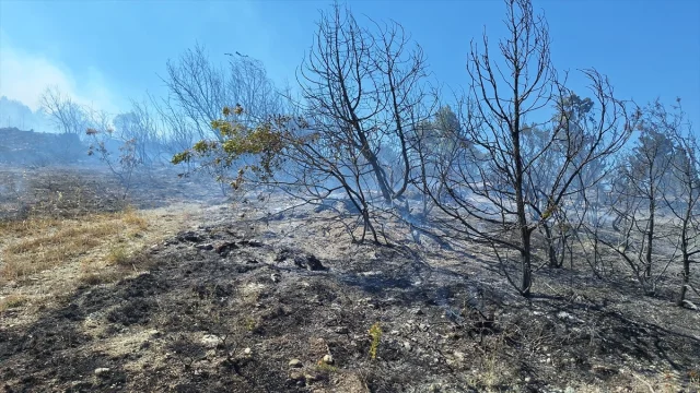 Zonguldak'ta Alevlerin Yükselişi: Fındıklık Yangını Ormanlık Alana Sıçradı