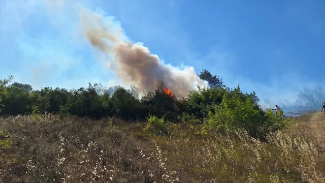 Zonguldak'ta Alevlerin Yükselişi: Fındıklık Yangını Ormanlık Alana Sıçradı