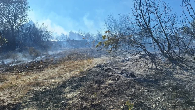 Zonguldak'ta Alevlerin Yükselişi: Fındıklık Yangını Ormanlık Alana Sıçradı