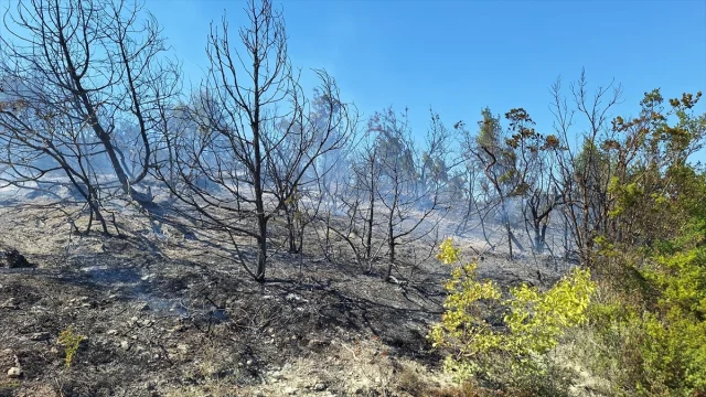 Zonguldak'ta Alevlerin Yükselişi: Fındıklık Yangını Ormanlık Alana Sıçradı