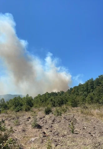 Sakarya'nın Ormanlarında Çıkan Yangın Başarıyla Kontrol Altına Alındı