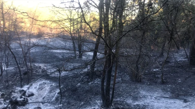 Sakarya'nın Ormanlarında Çıkan Yangın Başarıyla Kontrol Altına Alındı