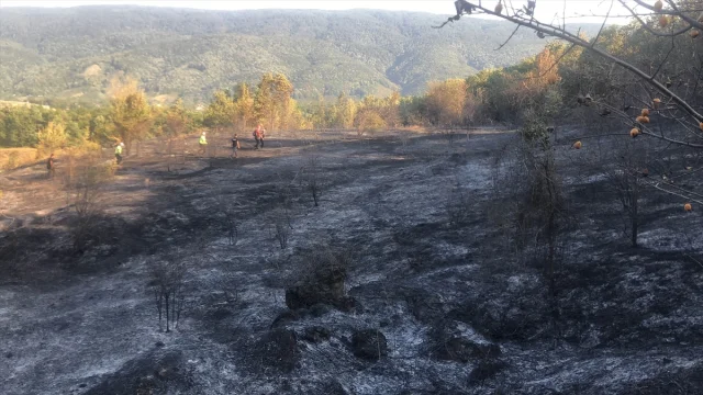 Sakarya'nın Ormanlarında Çıkan Yangın Başarıyla Kontrol Altına Alındı
