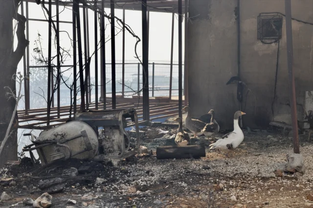 Silifke’de Büyük Mücadele ile Orman Yangını Kontrol Altında