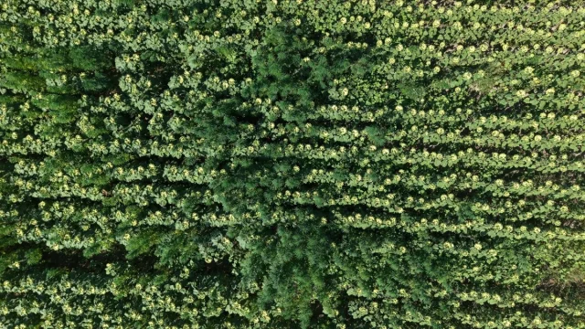 Samsun'da Uyuşturucu Operasyonu: Binlerce Kenevir Ele Geçiri...