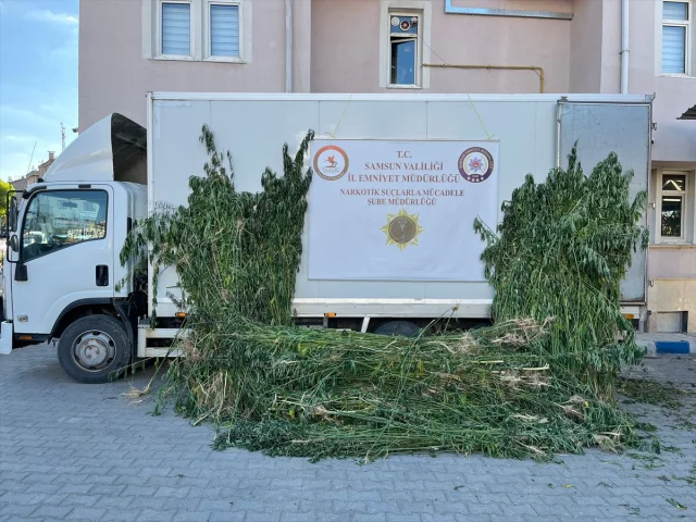 Samsun'da Uyuşturucu Operasyonu: Binlerce Kenevir Ele Geçirildi