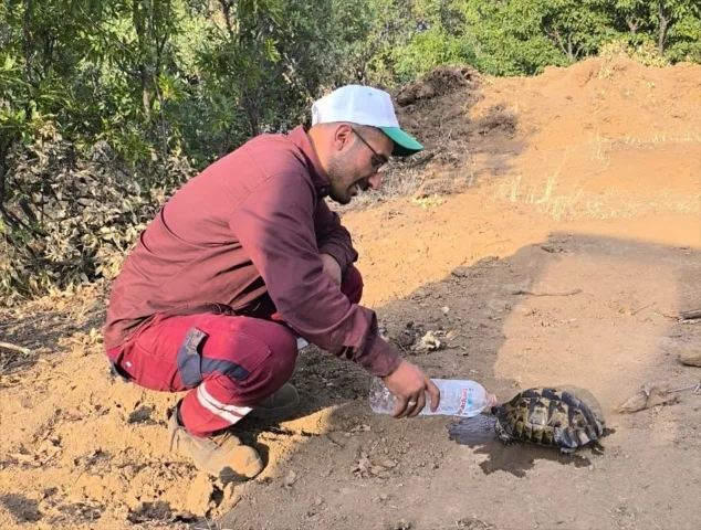 Bingöl'deki Orman Yangınları Başarıyla Söndürüldü