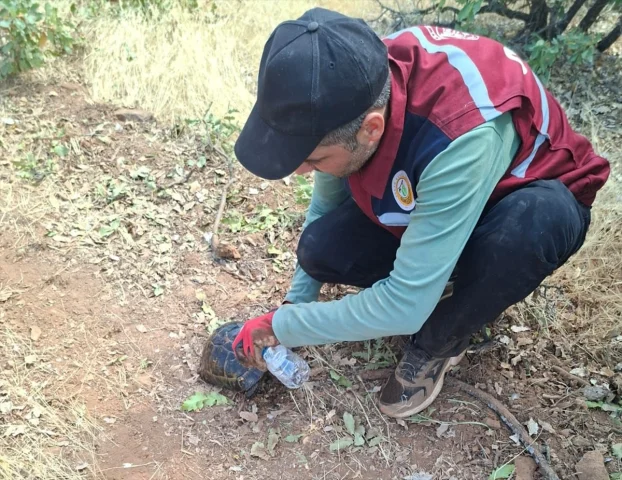 Bingöl'deki Orman Yangınları Başarıyla Söndürüldü