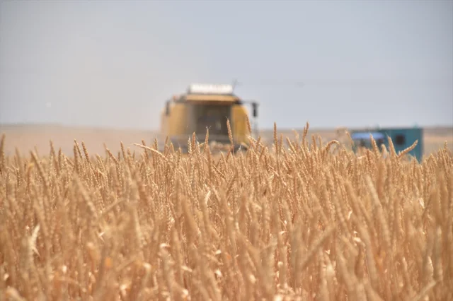 Bitlis'te Buğday Hasadı: Ahlatlı Çiftçiler Umut Dolu