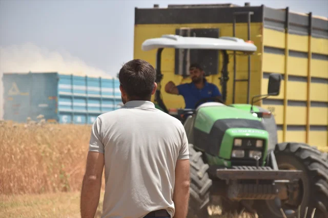 Bitlis'te Buğday Hasadı: Ahlatlı Çiftçiler Umut Dolu
