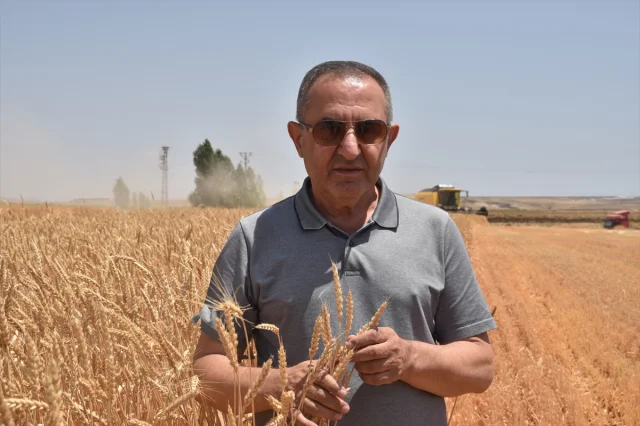 Bitlis'te Buğday Hasadı: Ahlatlı Çiftçiler Umut Dolu