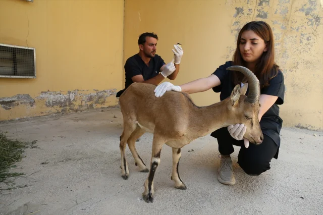 Van'ın Bahçesaray'ında Yaban Keçisi Yavrusu Kurtarıldı