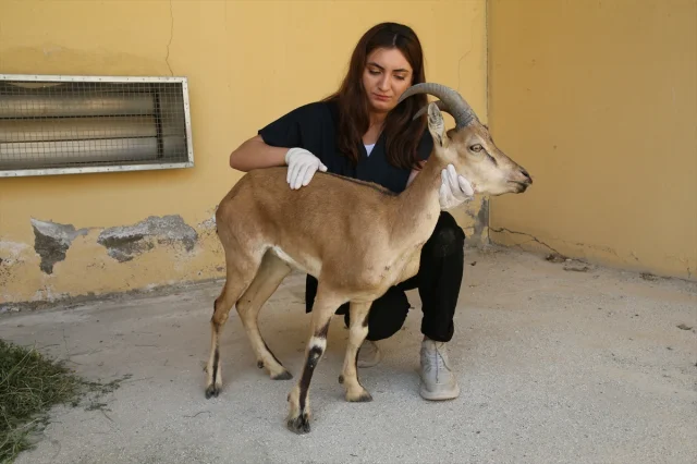 Van'ın Bahçesaray'ında Yaban Keçisi Yavrusu Kurtarıldı