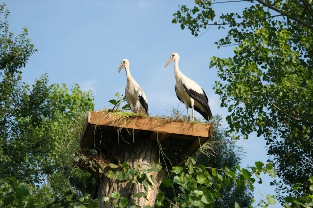 Samsun'da Leylekler İçin Örnek İyilik
