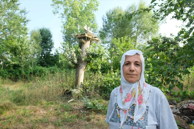 Samsun'da Leylekler İçin Örnek İyilik