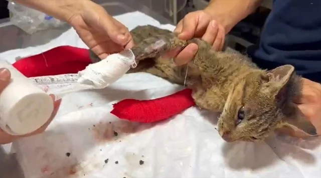 Bilecik'teki Yangından Kurtarılan Kedi Umutla Tedavi Ediliyo...