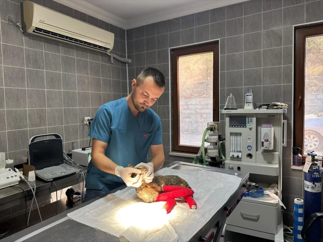 Bilecik'teki Yangından Kurtarılan Kedi Umutla Tedavi Ediliyor