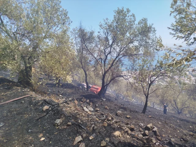 Balıkesir Edremit'teki Zeytinlik Yangını Başarıyla Kontrol Altında