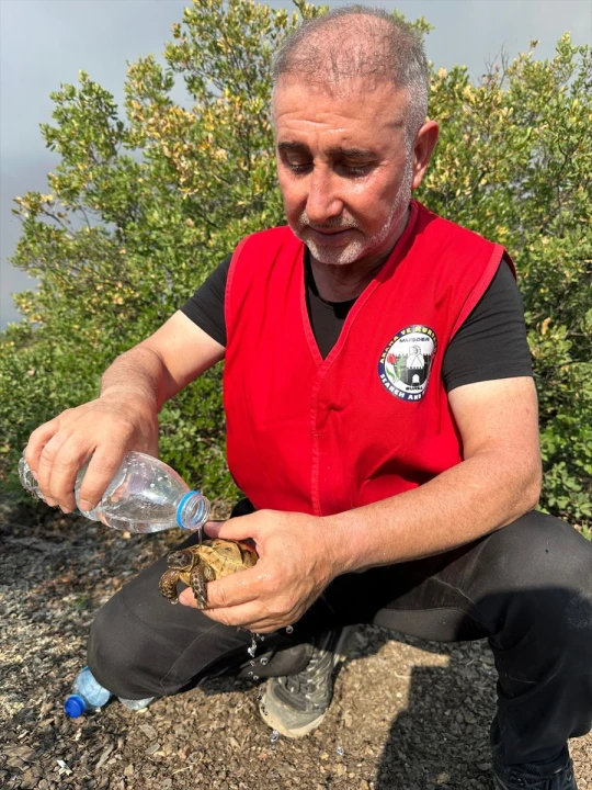 Bursa'da Orman Yangınlarıyla Mücadele Devam Ediyor