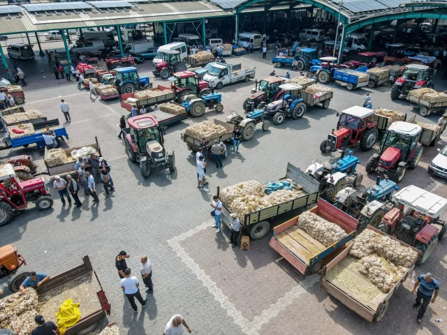 Taşköprü Sarımsağına Yoğun İlgi Devam Ediyor