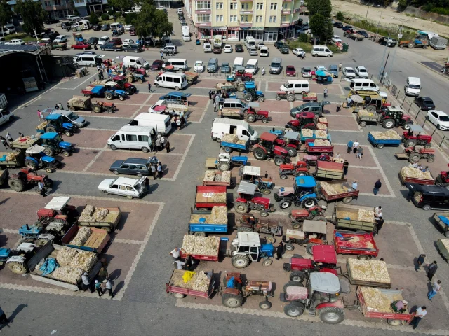 Taşköprü Sarımsağına Yoğun İlgi Devam Ediyor