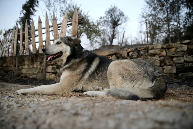 Karabük'teki Orman Yangınlarının Ağır Bilânçosu Ortaya Çıktı