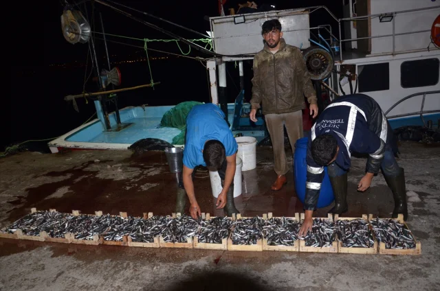 Kocaeli Ereğli Balık Hali'nin Dinamik Mezatları: Deniz Ürünlerinde Canlılık Devam Ediyor