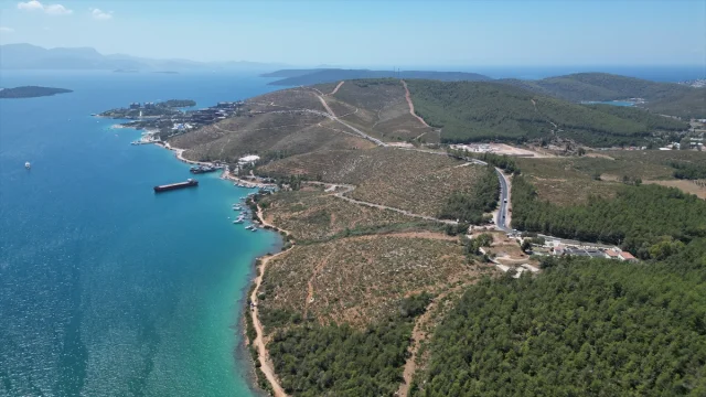 Bodrum Güvercinlik'te Yeşeren Umut: Yanan Alanlar Fidanlarla Canlanıyor