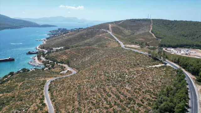 Bodrum Güvercinlik'te Yeşeren Umut: Yanan Alanlar Fidanlarla Canlanıyor