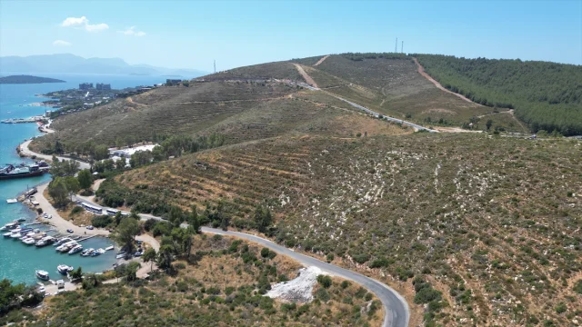 Bodrum Güvercinlik'te Yeşeren Umut: Yanan Alanlar Fidanlarla Canlanıyor