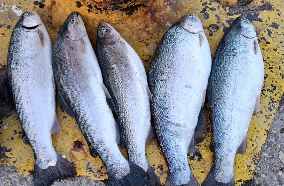 Sinop Kıyılarında Ani Deniz Soğuması Balıkları Şaşırttı