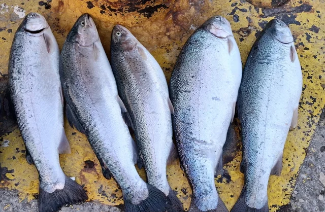 Sinop Kıyılarında Ani Deniz Soğuması Balıkları Şaşırttı