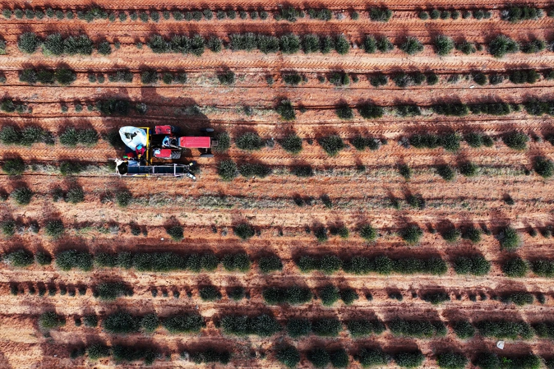 Konya'da Kıraç Araziler Lavanta ile Ekonomiye Kazandırılıyor