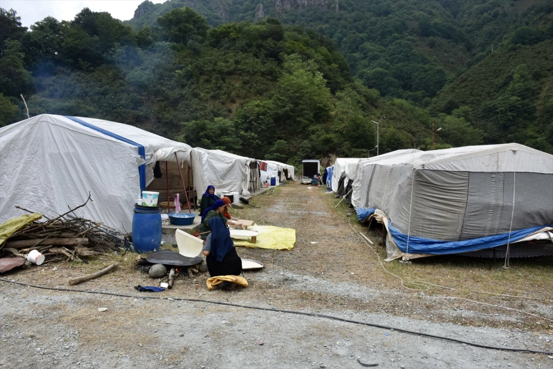 Mevsimlik Tarım İşçileri Ordu'da Fındık Hasadına Hazır