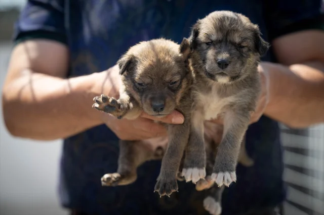 Ankara'da Kurtarılan Köpek Yavrularına Yeni Hayat