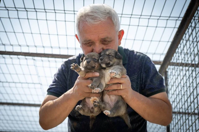 Ankara'da Kurtarılan Köpek Yavrularına Yeni Hayat