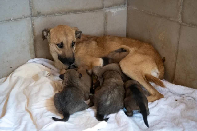 Ankara'da Kurtarılan Köpek Yavrularına Yeni Hayat