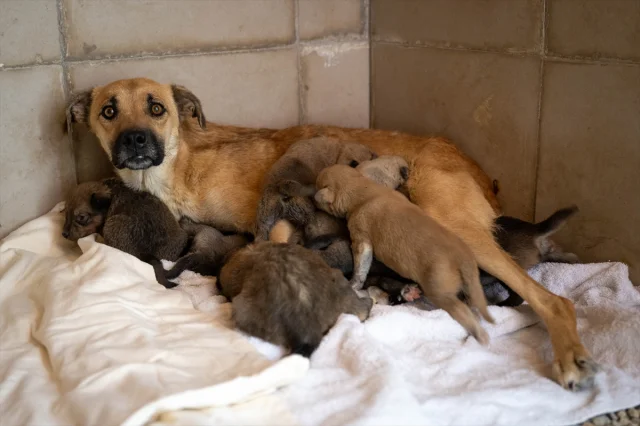 Ankara'da Kurtarılan Köpek Yavrularına Yeni Hayat