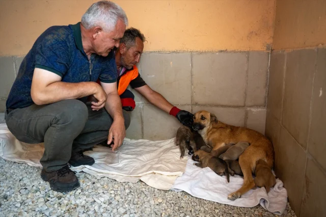 Ankara'da Kurtarılan Köpek Yavrularına Yeni Hayat