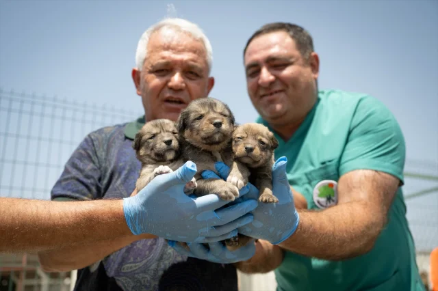 Ankara'da Kurtarılan Köpek Yavrularına Yeni Hayat