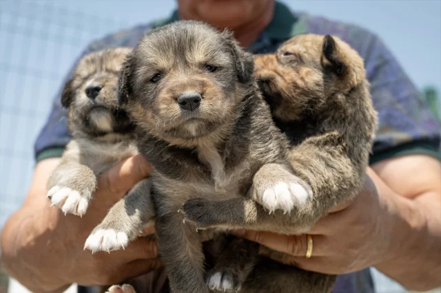 Ankara'da Kurtarılan Köpek Yavrularına Yeni Hayat