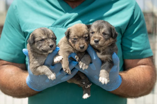 Ankara'da Kurtarılan Köpek Yavrularına Yeni Hayat