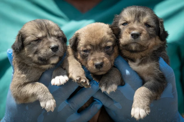Ankara'da Kurtarılan Köpek Yavrularına Yeni Hayat